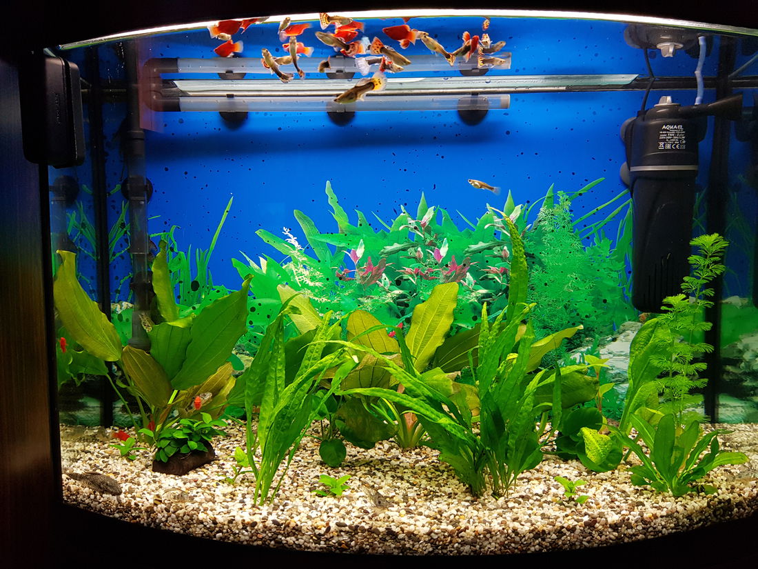 Вода для аквариумных рыбок. Гуппи в аквариуме. Аквариум 25 литров гуппи. Растения для гуппи в аквариуме. Аквариум с растениями и рыбками.