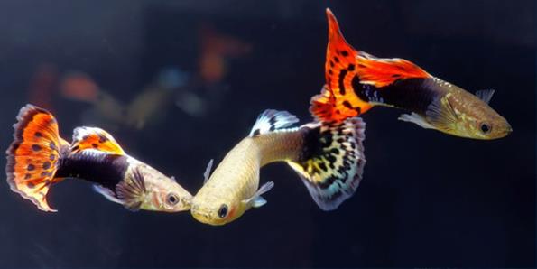 Гуппи - самые популярные маленькие рыбки