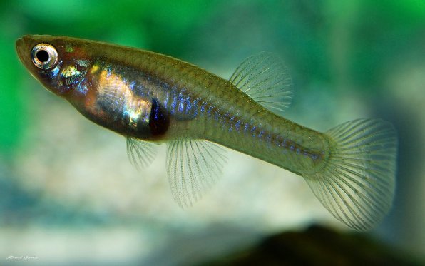 Габузия - маленькая живородящая рыбка