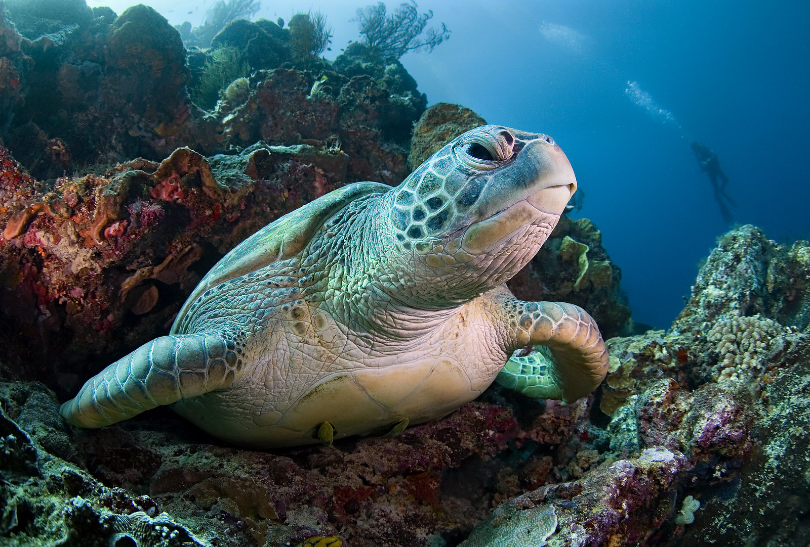 Морские обитатели морская черепаха. Большой Барьерный риф черепахи. Сулавеси черепаха. Сулавеси фауна. Дальневосточный морской заповедник.