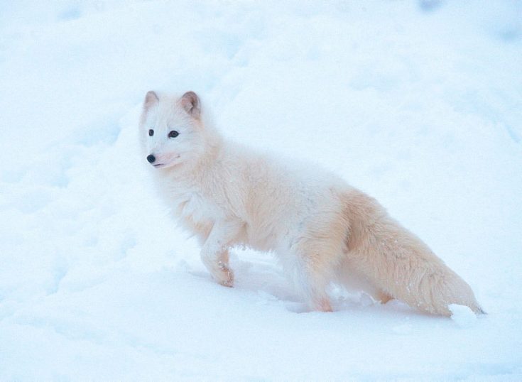 Песец