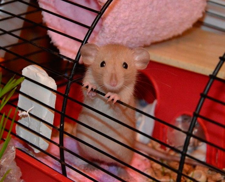 Белая крыса с красными глазами фото