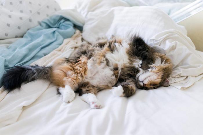 кошка