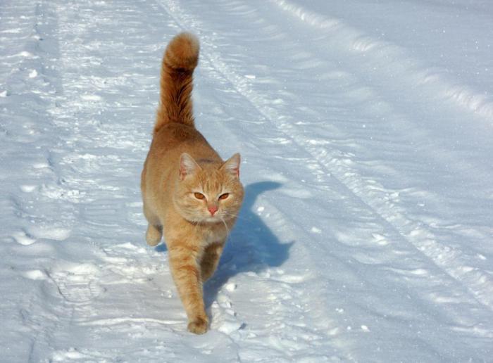 кошка