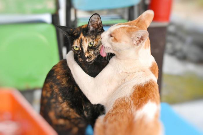 кошка