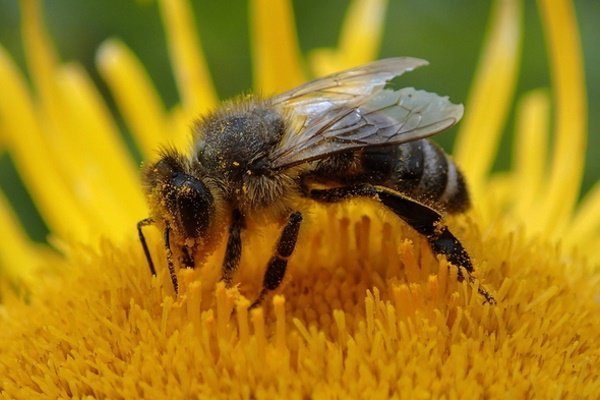 Абхазская пчела