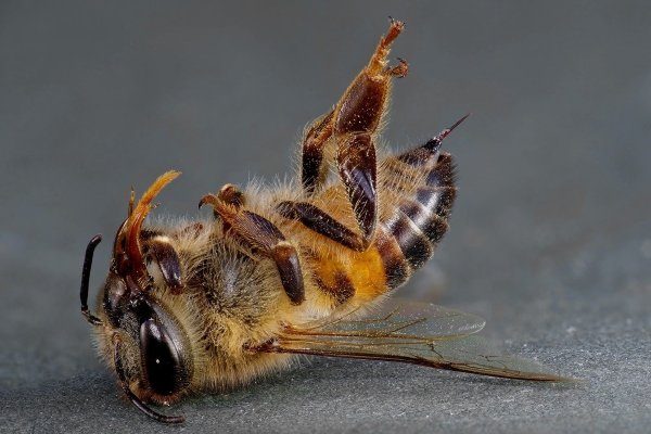Химический токсикоз пчел
