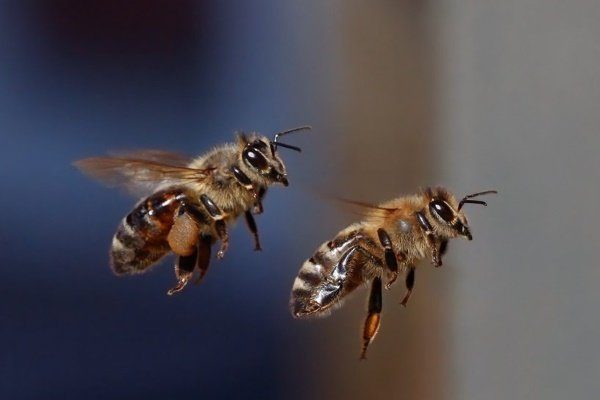 Пчёлы в полёте