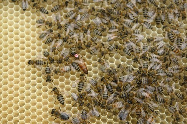 Дальневосточные пчёлы
