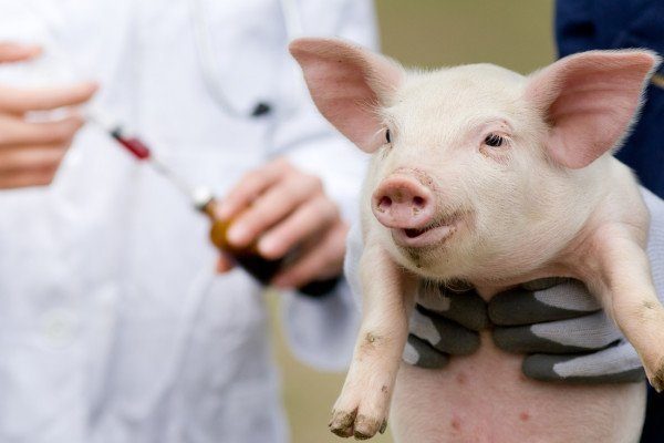 Вакцинация свиней