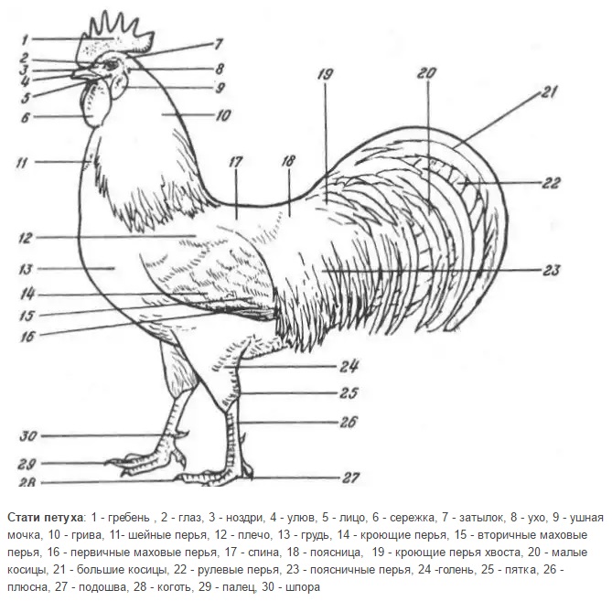 Анатомия петуха в картинках