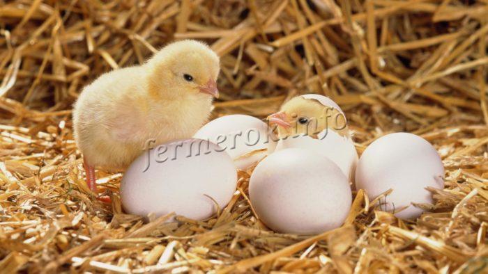 Сколько максимум дней курица высиживает яйца до цыпленка?