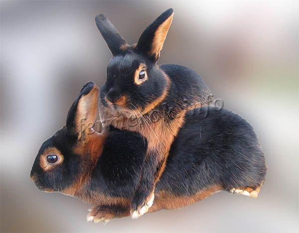 Фото Черно-бурой породы кролей