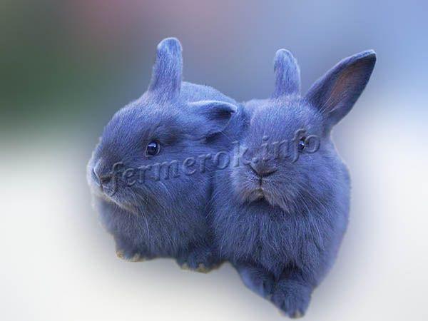 Фото Венских голубых кроликов