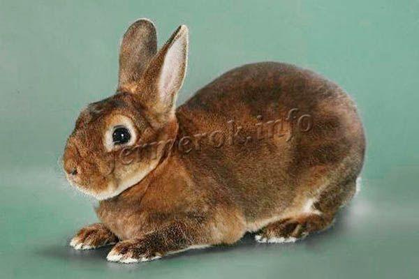 Фото кролика породы Рекс