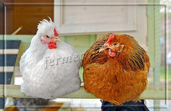 Главное для насестов, чтобы на каждую курицу отводилось в среднем 18-25 см свободного места