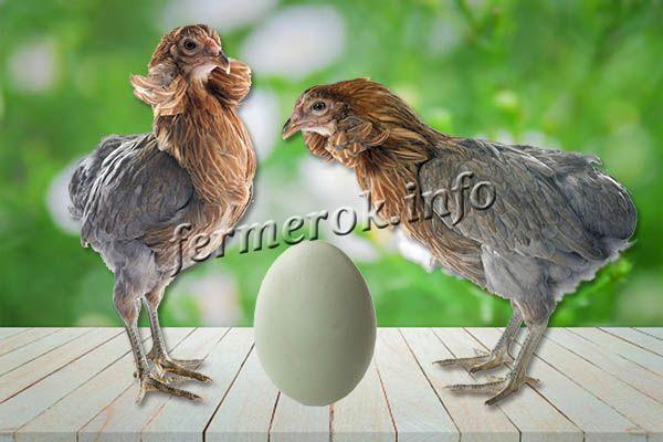 Фото молодняка серых Араукана с яйцом