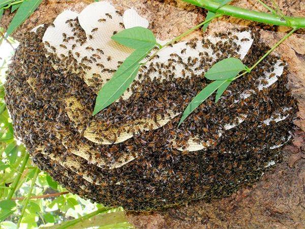Дикие пчелы живут дольше пчел с пасеки