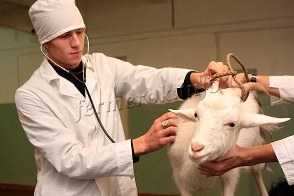 Обойти пункт о вакцинации и прививках попросту нельзя, ведь содержание коз без этого не обходится