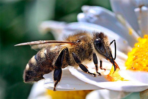 Рабочая пчела (медоносная) живет примерно 30-40 дней летом