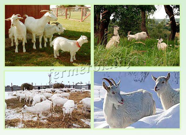 Содержание коз в домашних условиях летом и зимой сильно отличается