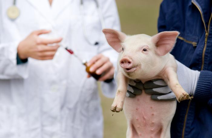 Нормальная температура тела у свиней