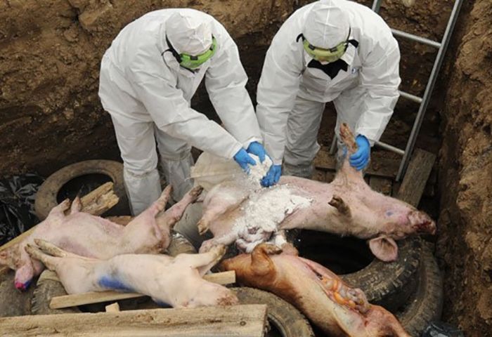 Вирусная инфекция у свиней