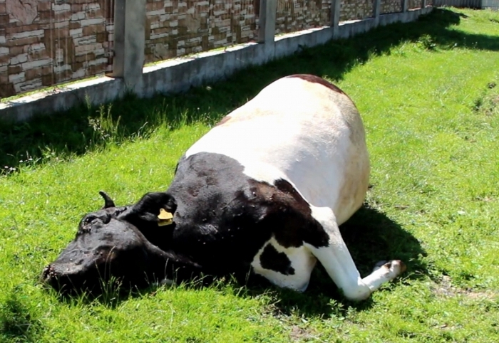 Отравление коровы с летальным исходом