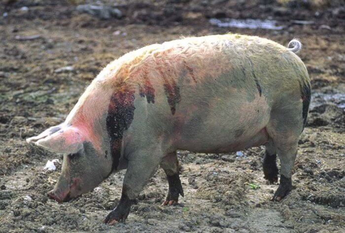 Плохие условия содержания свиней