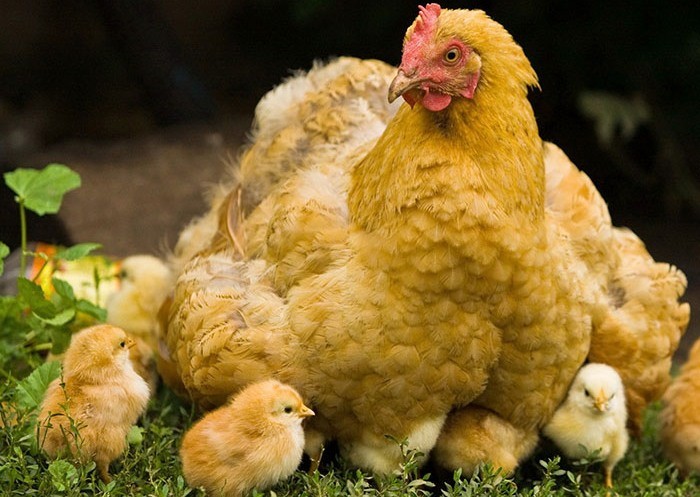 Курица брама с цыплятами