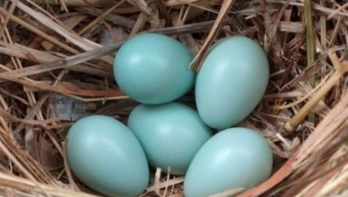 Голубые яйца арауканы