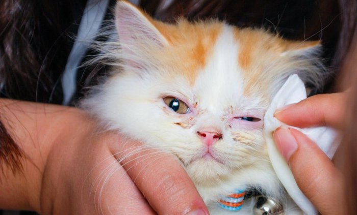 Промывание глаз котёнку