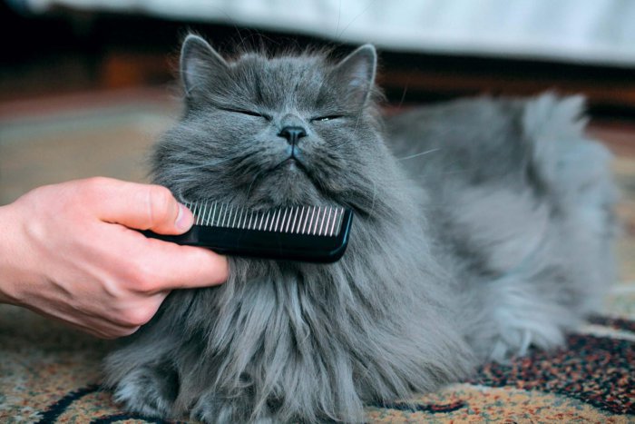 Вычёсывание шерсти помогает предотвратить её попадание в желудок кошки