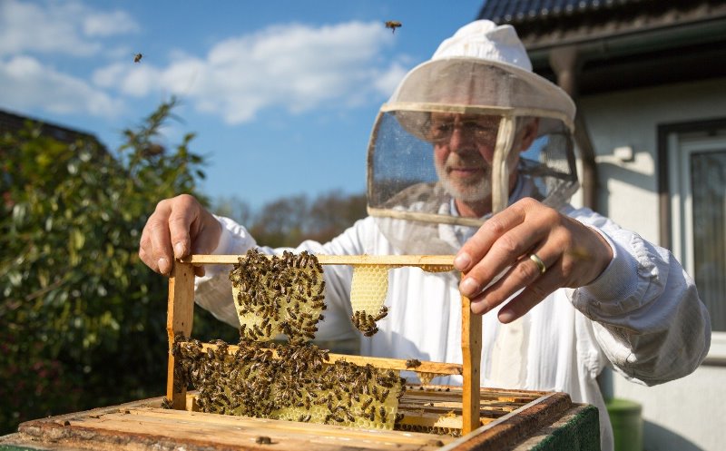 Процесс подготовки пчел к зиме