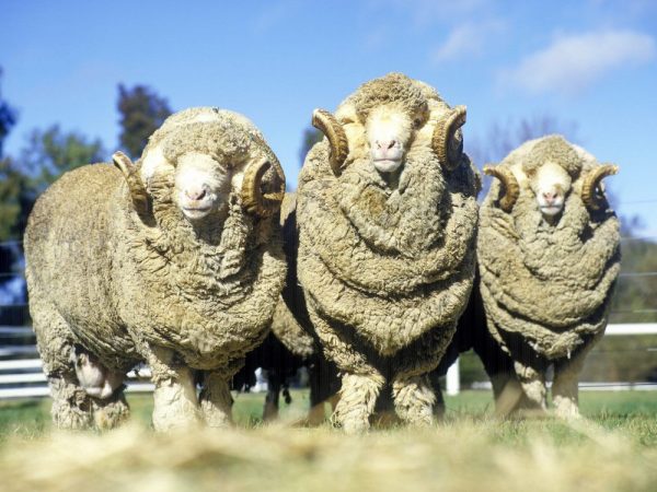 Тонкорунная овца шерстно-мясного типа