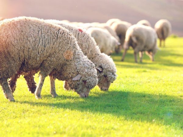 Характеристика овец Тонкорунной породы