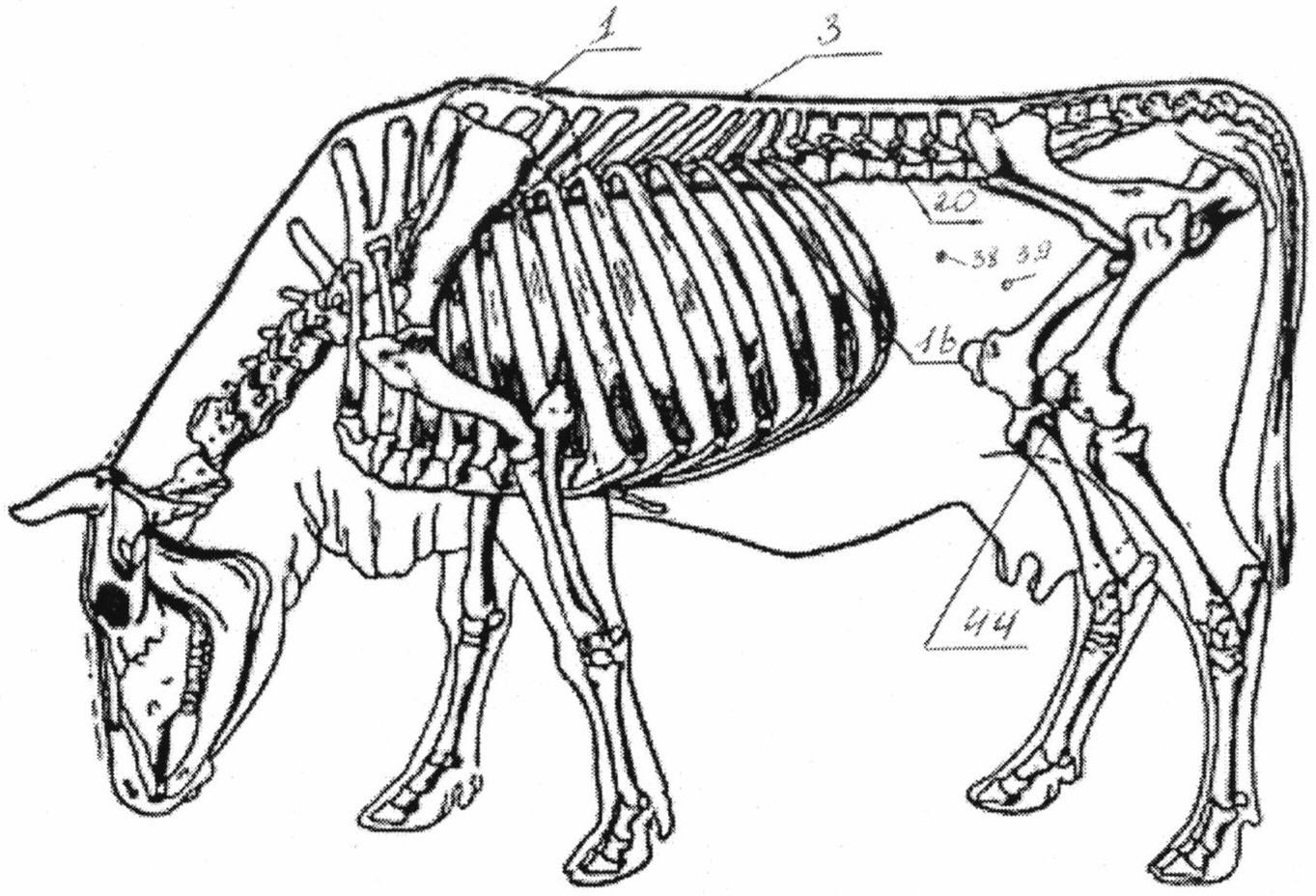 Если у животного имеется отдел скелета. Строение теленка скелет. Анатомия КРС скелет коровы. Скелет коровы сбоку. Скелет туловища коровы.