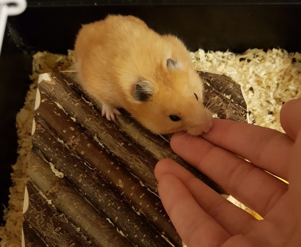 hamster biting