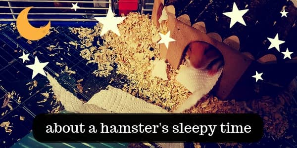 hamster sleep (1)
