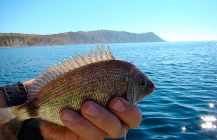 Морской карась фото черное море