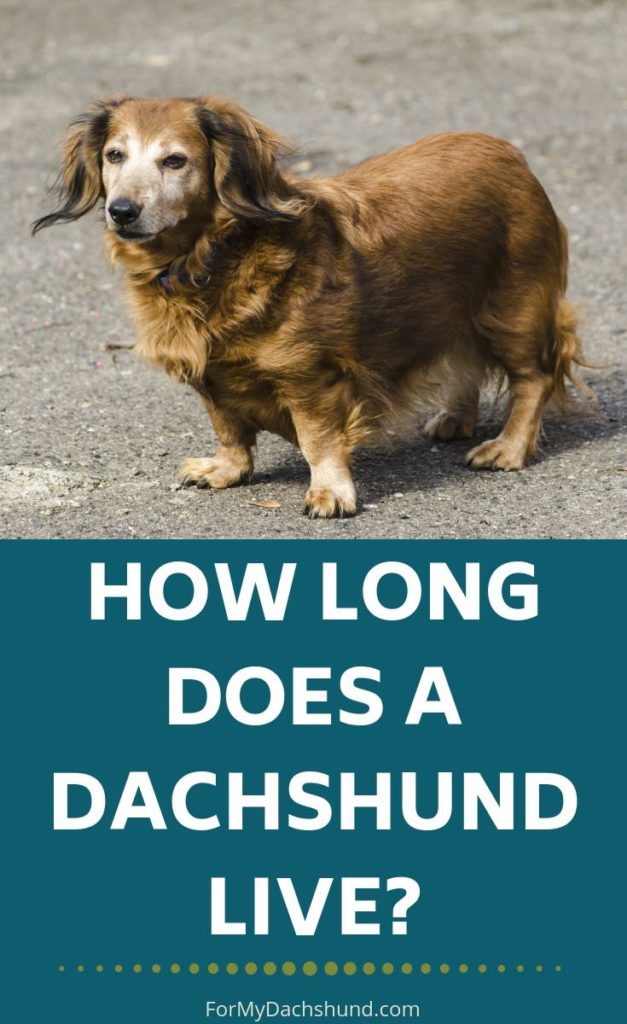 Do you know how long a dachshund lives for? This guide helps answer that question. 