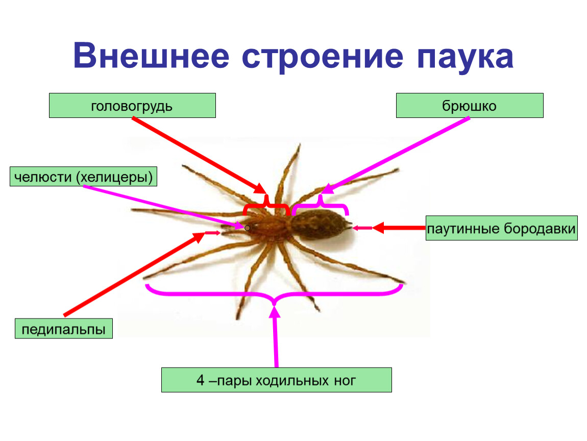 Внешнее строение паука. Строение ходильной ноги паука. Внешнее строение паука паукообразных. Строение головогруди паука. Класс паукообразные строение паука.