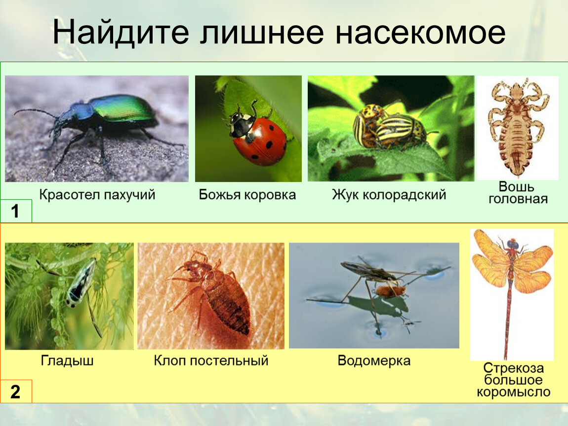 Представители класса жуков. Прямокрылые Равнокрылые чешуекрылые отряды насекомых. Отряд насекомых Равнокрылые представители. Отряды насекомых презентация. Найди лишнее насекомые.