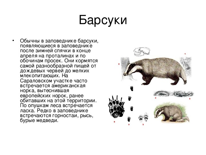 Впадают ли в спячку белые медведи. Барсук зимой. Барсук после спячки. Барсук зимует. Барсук залегает в спячку.