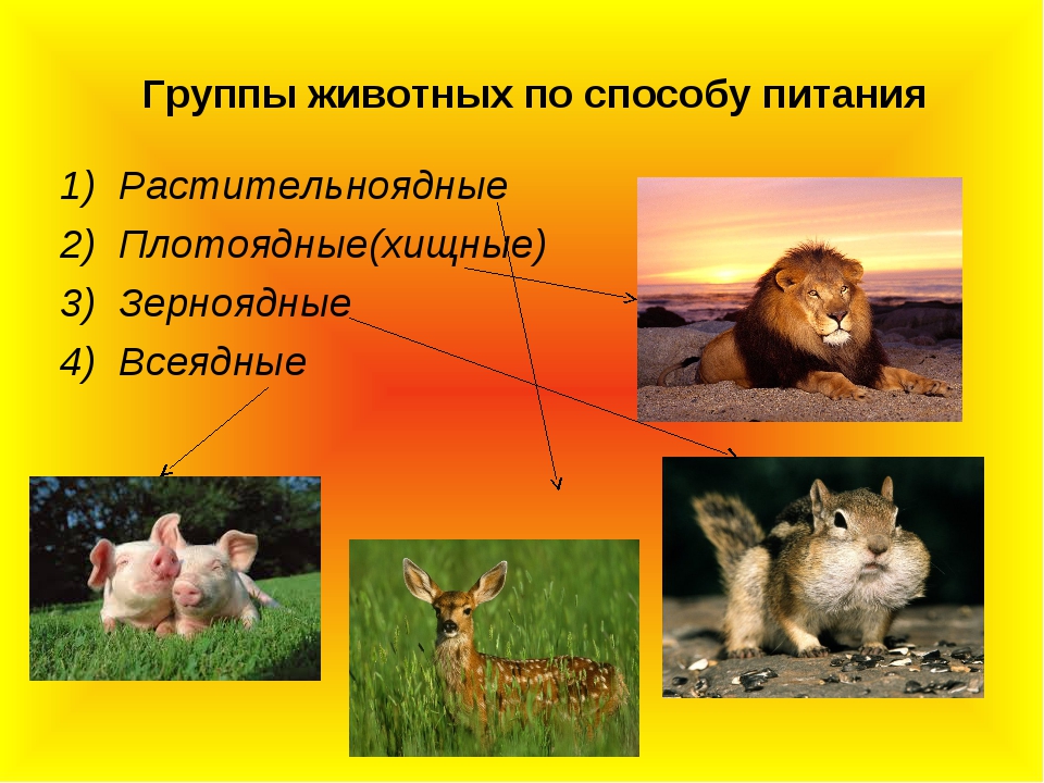 Привести пример животных каждой группы. Группы животных. Питание животных. Способы питания хищников. Три группы животных.