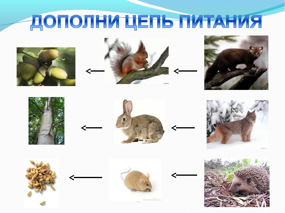 Цепи питания россии. Цепь питания в тайге. Цепь питания животных в тайге. Цепь питания характерная для тайги. Схема питания тайги.
