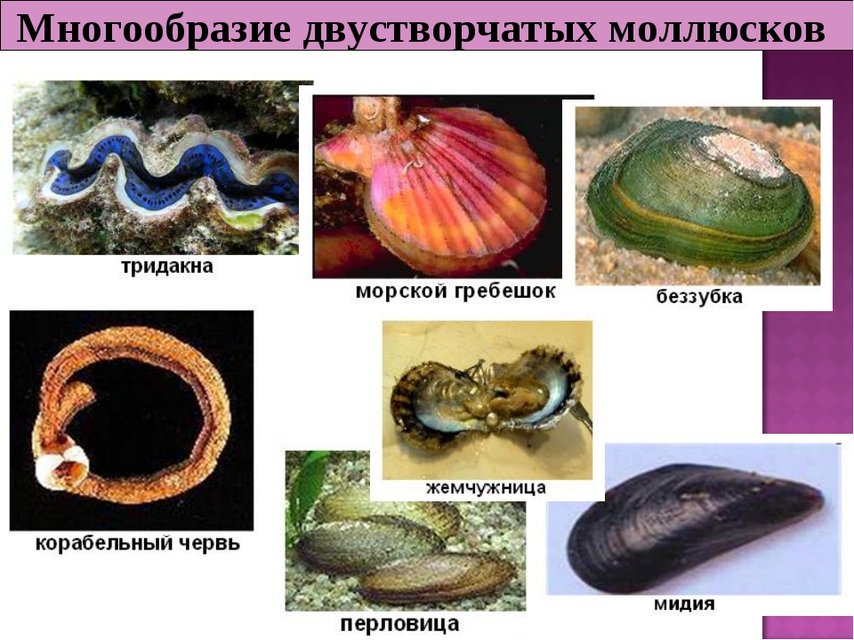 Моллюски представители. Класс двустворчатые моллюски Корабельный червь. Двустворчатые моллюски названия. Отряды двустворчатых. Морские двустворчатые моллюски личинки.