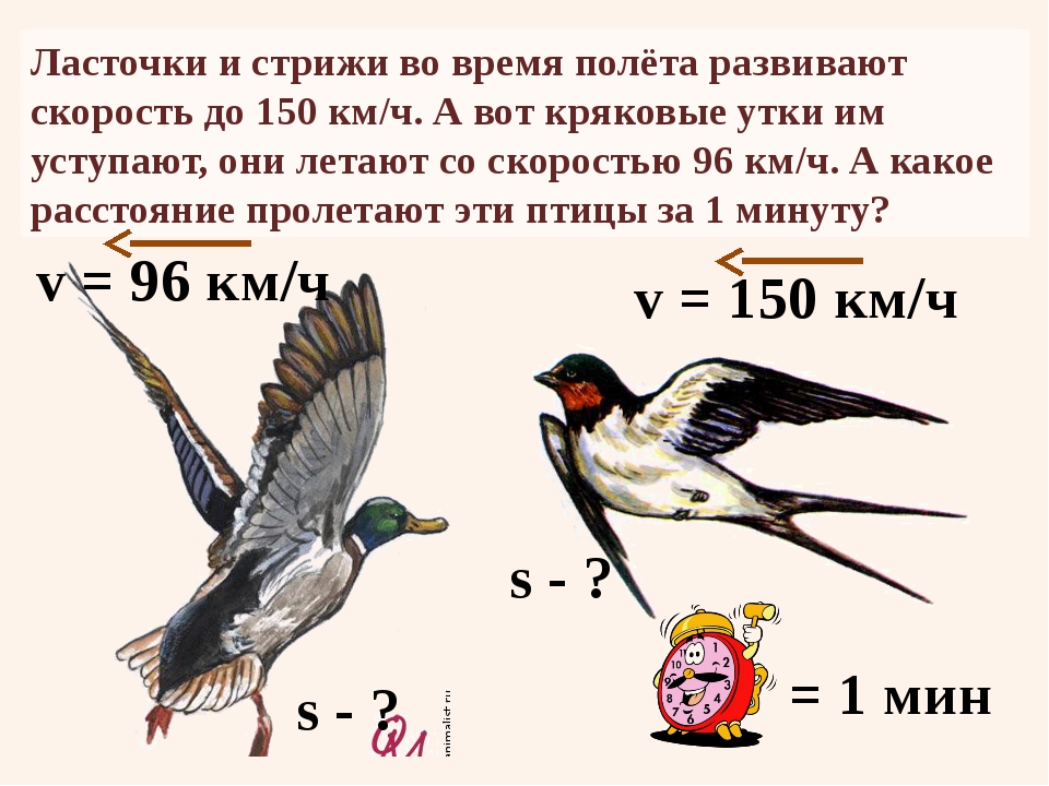 Средняя скорость полета птиц. Скорость ласточки. Скорость полета птиц. Скорость полета ласточки. Скорость ласточки птицы.