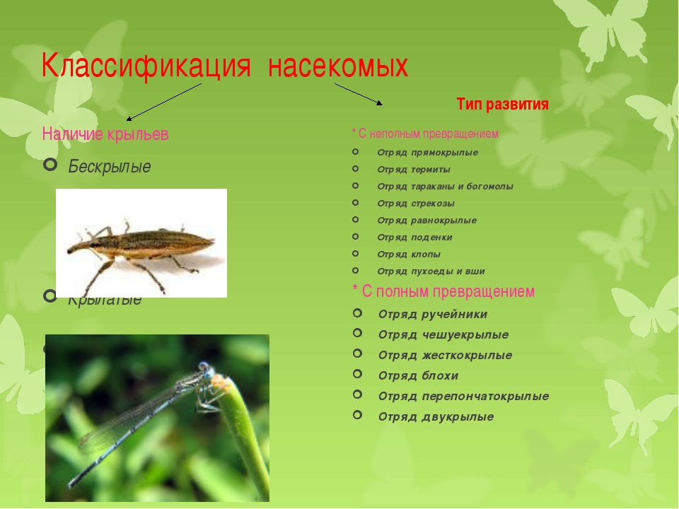 Классификация насекомых на латыни. Систематический порядок класса насекомые. Класс насекомые классификация. Класс насекомые систематика.