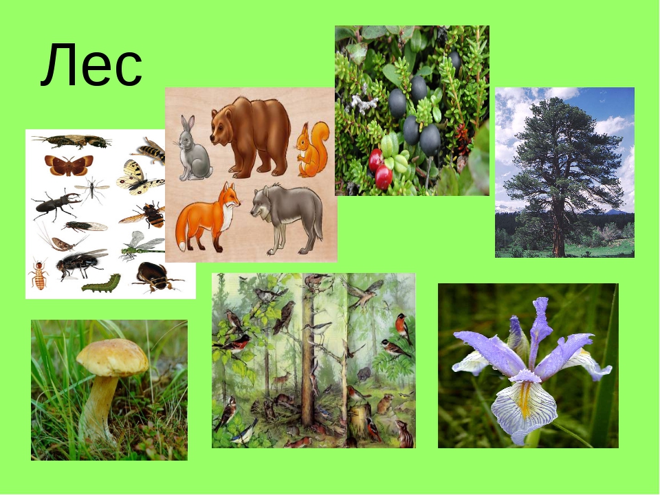 Природное сообщество лес 5 класс биология. Животные и растения леса. Сообщество леса. Растительный мир для дошкольников. Обитатели леса.